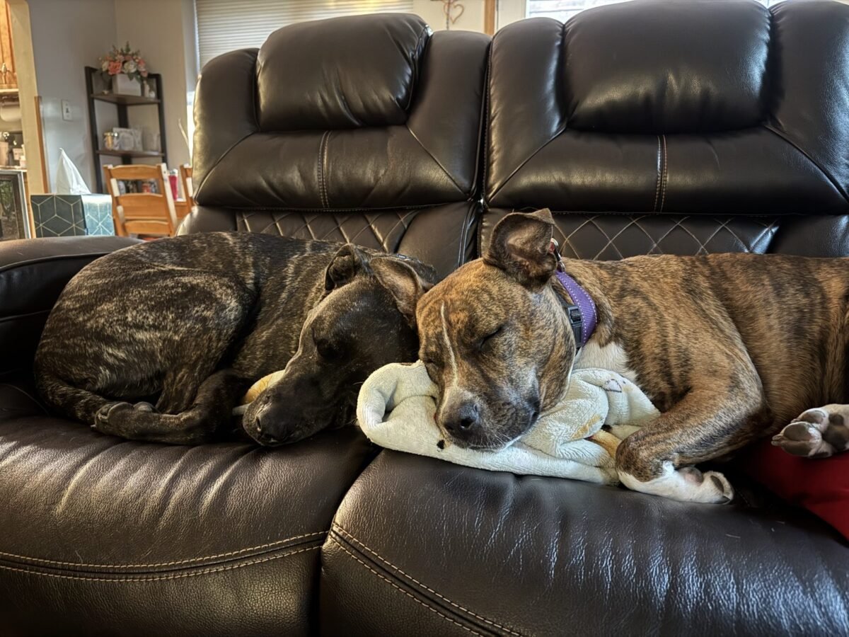 Diesel and Harley, two brindle dogs asleep on a couch